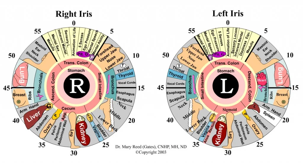 downl the ebook Iridology means study of the iris