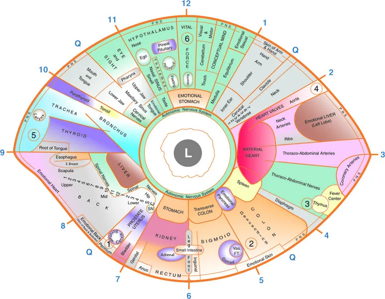 Left iris Iridology Chart