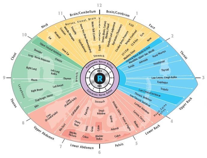 Right eye Iridology Chart iridology eye chart diagnosis