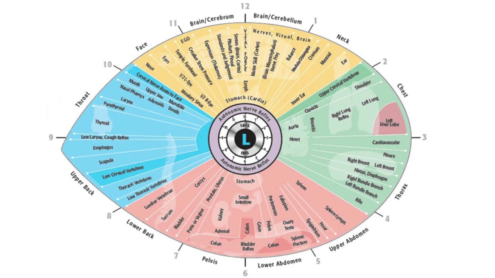 iridology chart left eye 