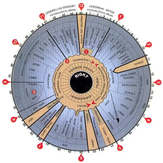 Iridology chart