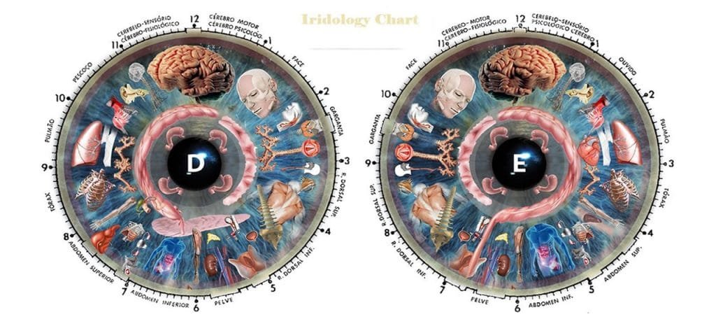 iridologist chart