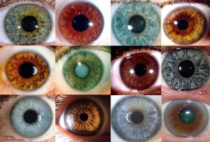 iris color chart 3