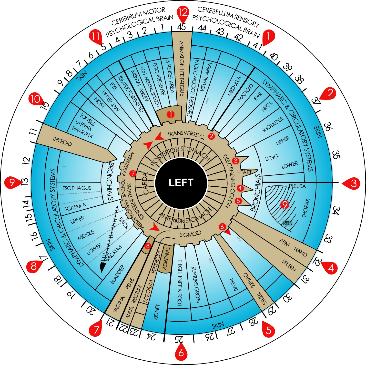 Iridology chart