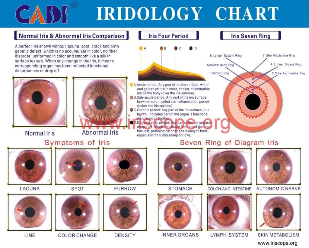 gráfico de íris 6 iris chart