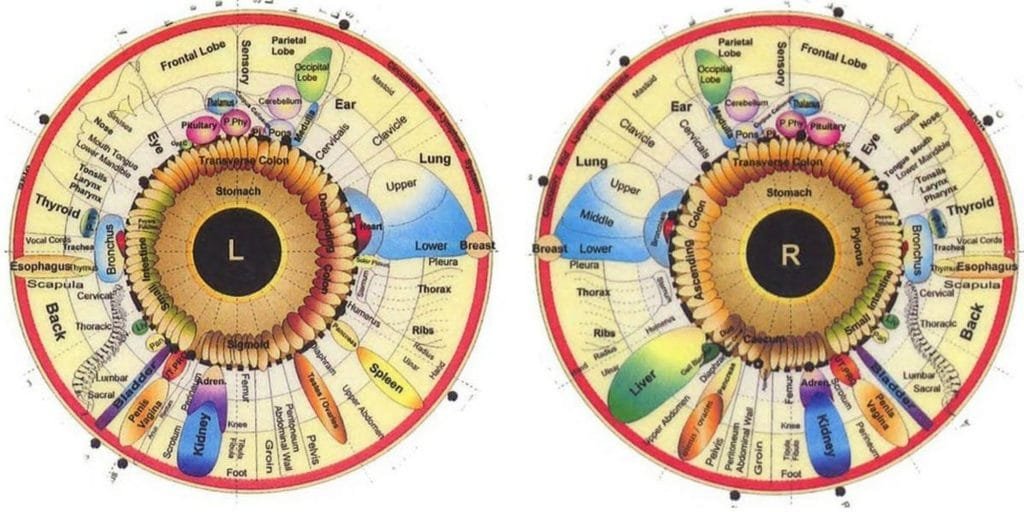read iridology chart