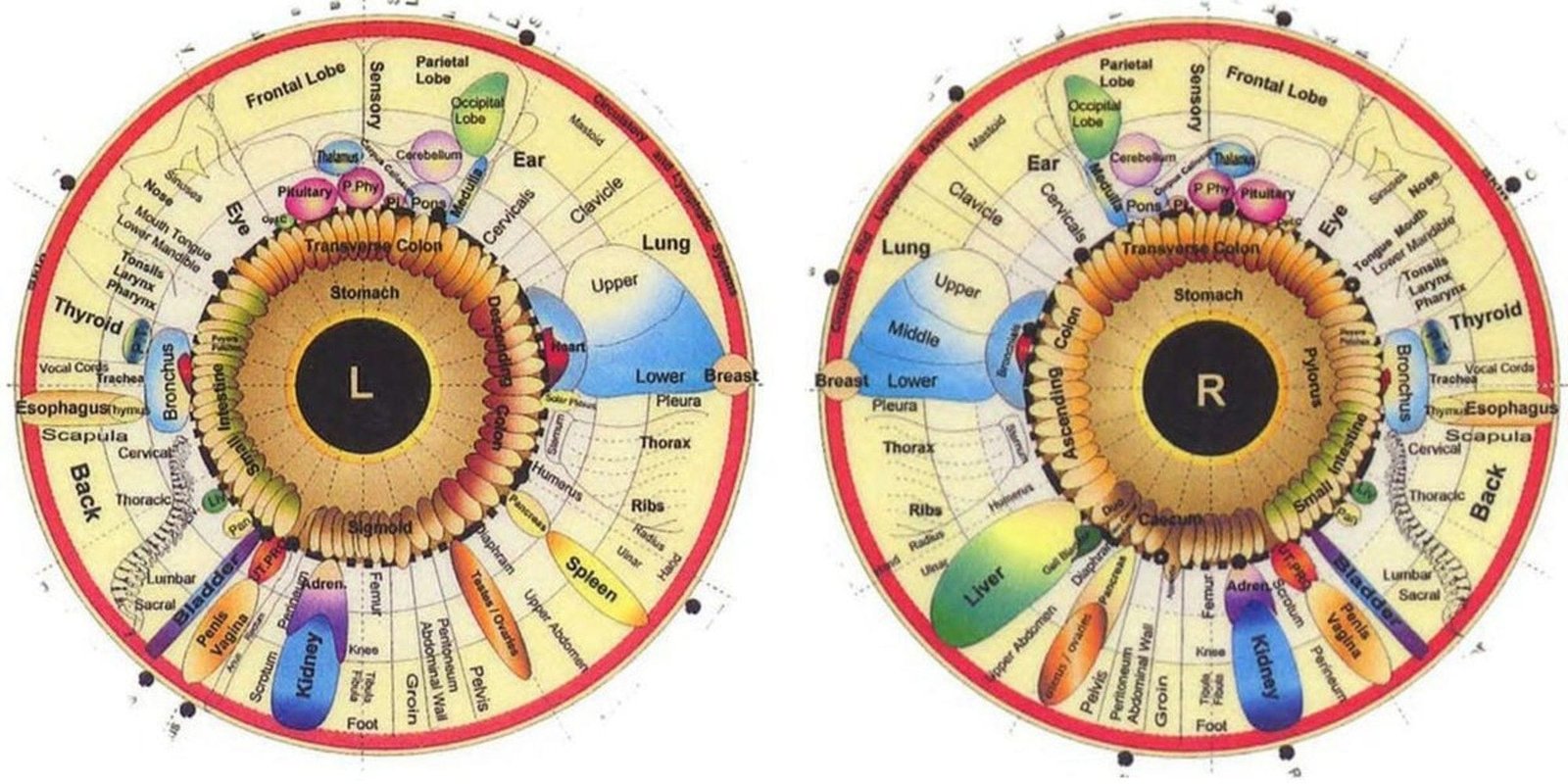 10 Best Charts For Iridology Chart MAIKONG Iridology Cameras Iriscope Leading Manufacturer