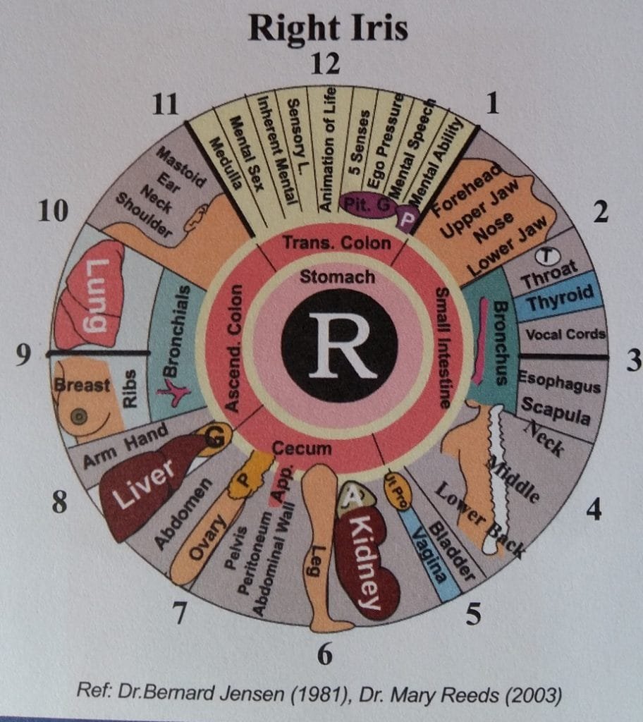 Iridology chart right eye here Here's a Quick Way Know | MAIKONG