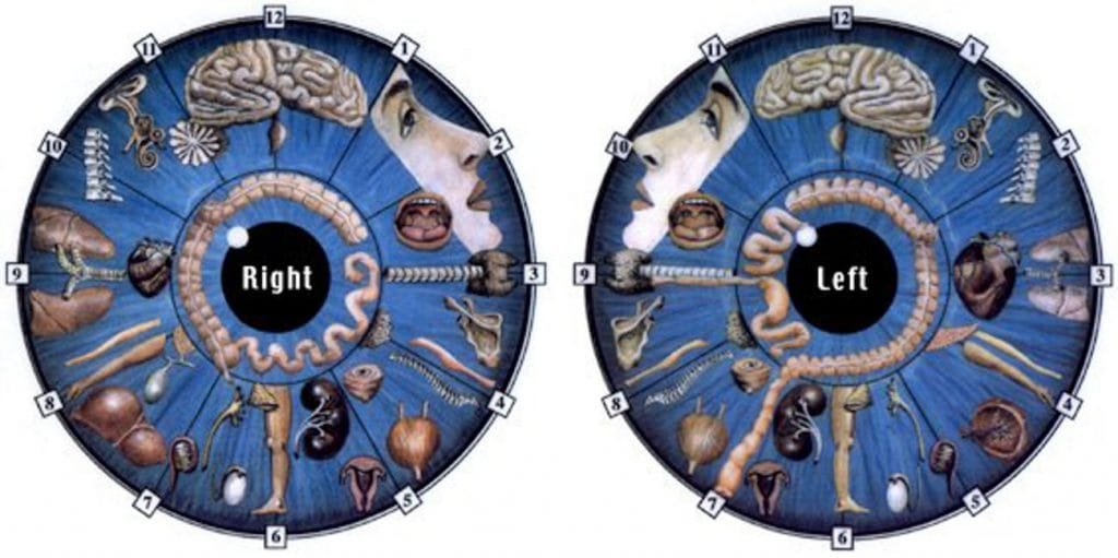 The 10 Best Educational Chart in iridology diagnosis chart 6 iridology diagnosis chart