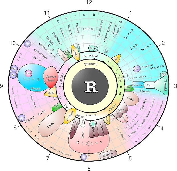 sclerology chart free right