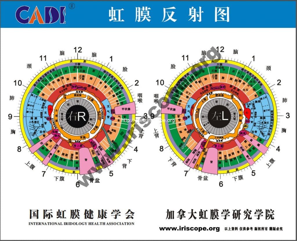 Bernard Jensen Iridology Chart