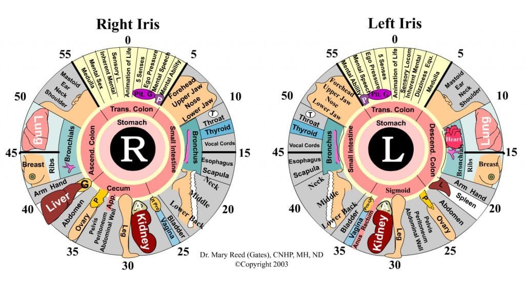 free iridology chart