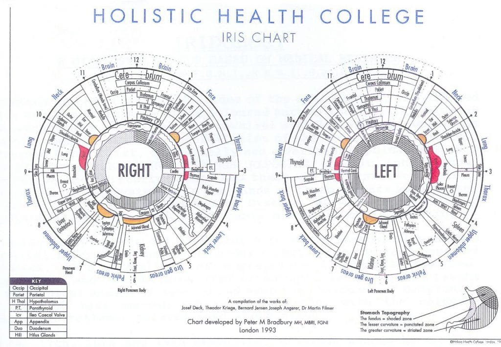 free iridology chart