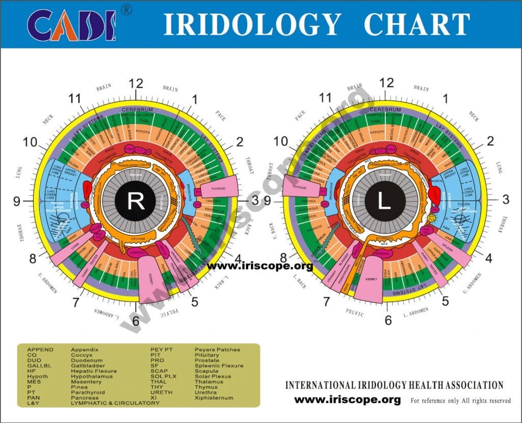 iridology eye chart