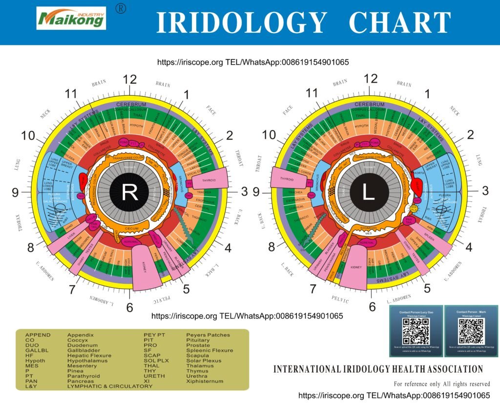 iridology chart from maikong