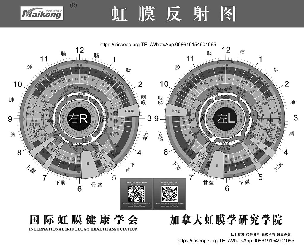 maikong iridology chart 