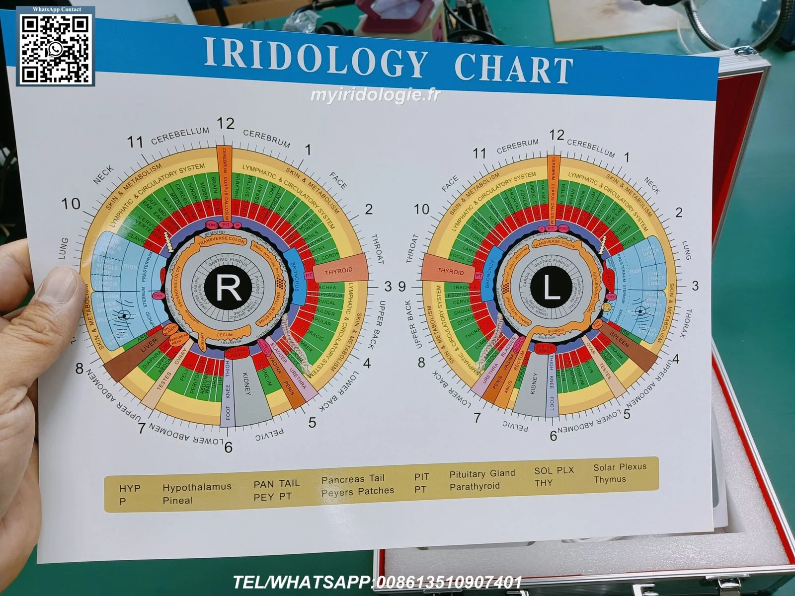 What should buyers or practitioners know when searching for iridology chart left eye? — Iridology Cameras